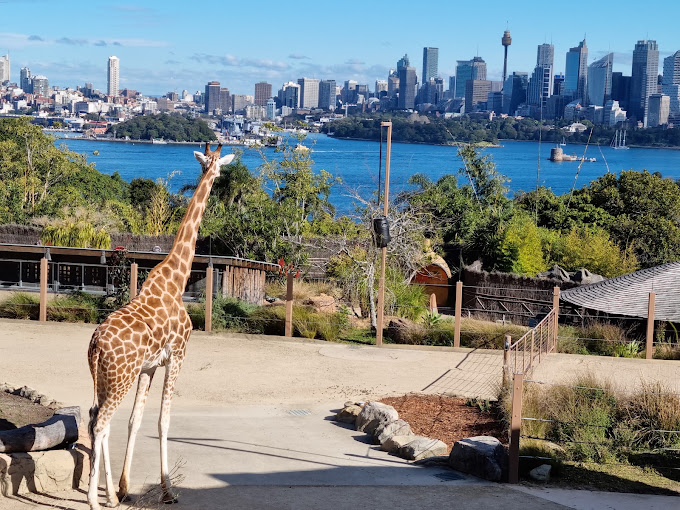 Giraffe at Taronga Zoo with the Sydney skyline in the background
