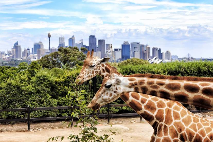 Taronga Zoo Sydney